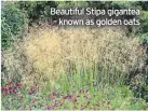  ??  ?? Beautiful Stipa gigantea – known as golden oats