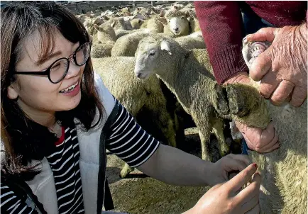  ?? PHOTO: WARWICK SMITH/STUFF ?? Japanese student Rena Miyazaki student gets a close-up look at some sheep teeth with assistance from tour guide Stewart Picken.