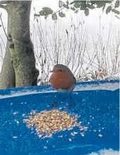  ??  ?? Robbie, pictured enjoying a snack, is a new “pet” for John Milne, from Kirkmichae­l.