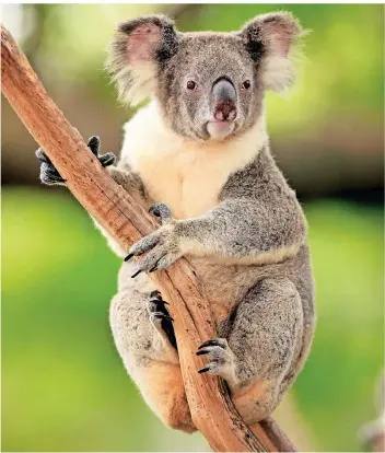  ?? FOTO: JURGEN & CHRISTINE SOHNS/DPA ?? Einer aktuellen Schätzung zufolge leben nur noch 60.000 Koalas in Australien.