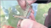  ?? HT PHOTO ?? A farmer holding a locust that was found in his fields at Sekhu
■ village in Bathinda district on Saturday.