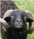  ?? A. ARCHIV-FOTO:K. ?? Schafsbock Piet wurde 2013 auf dem Kinder-Bauernhof „Mallewupp“Opfer der Tierquäler­in.