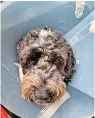  ?? ?? > Milo the cockerpoo swallowed a face mask which was wrapped around a bone