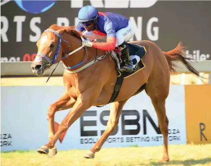  ?? Picture: JC Photograph­ics ?? WIDE DRAW. Chimichuri Run looks to be a serious contender for feature race honours this season but he has drawn wide for the Grade 2 Joburg Spring Challenge over 1450m at Turffontei­n on Saturday 6 October.