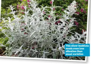  ??  ?? This silver buddleia needs even less a ention than usual varieties