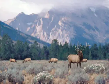  ??  ?? Tucker Smith, Evening Storm – Mt. Moran, oil on canvas, 16 x 20”. JKM Collection, National Museum of Wildlife Art.