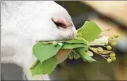  ??  ?? Das leckere, frische Blattwerk der Linde ist nur für die größeren Tiere erreichbar. Chefin Flöcki hat die Technik raus.