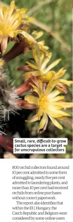  ??  ?? Small, rare, difficult-to-grow cactus species are a target for unscrupulo­us collectors
