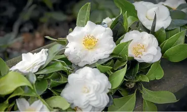  ??  ?? ABOVE: Camellias, a symbol of women’s suffrage in New Zealand, bring vibrancy when other plants aren’t flowering.