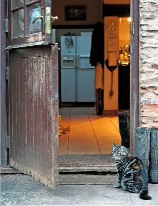  ??  ?? An outdoor residing cat waits at the farmhouse kitchen door. Many farmers supplement their cats’ food so they stay healthy. Without this, some might move on after feeding on rodents, leaving a void.