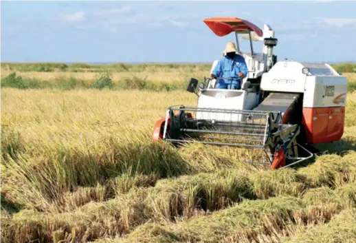  ??  ?? A man operates a harvester in a rice field in Wanbao Rice Farm located in south Mozambique’s Xai Xai District