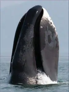  ??  ?? The distinctiv­e Bowhead Whale is an immensely stocky animal and is believed to be the heaviest of the great whales