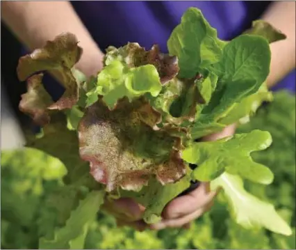  ?? FILE PHOTO ?? Leafy dark green vegetables are rich in calcium, needed to keep bones strong.