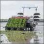  ?? WANG LIJIAO / FOR CHINA DAILY ?? An unmanned rice planter operates on Qixing Farm on the Sanjiang Plain, a major rice growing area in Heilongjia­ng province, in May.