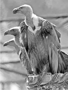  ??  ?? This photograph shows white-backed vultures in their enclosure at the Vulture Conservati­on Centre run by World Wide Fund for Nature-Pakistan (WWF-P) in Changa Manga.