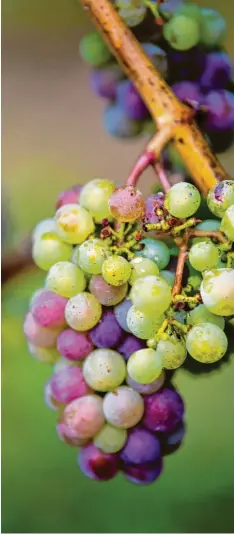  ?? Foto: Nicolas Armer, dpa ?? Noch trinken wenige Konsumente­n in Deutschlan­d alkoholfre­ien Wein. Doch wie beim Bier könnte hier auch einmal ein Trend entstehen.