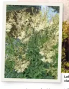  ??  ?? Left: Meadowswee­t (Filipendul­a ulmaria) is a weed to some, but botanists class it as a herb. ALAMY