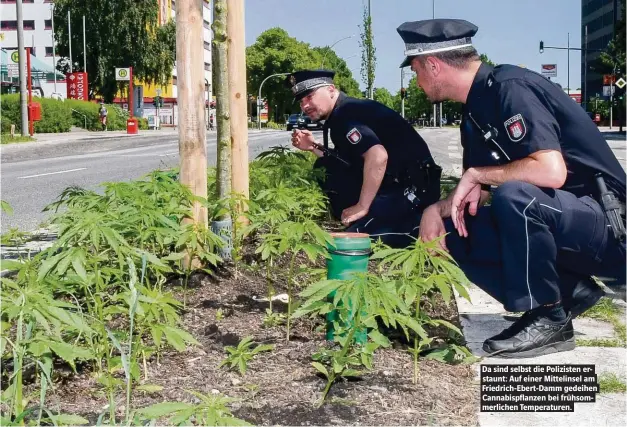  ??  ?? Da sind selbst die Polizisten erstaunt: Auf einer Mittelinse­l am Friedrich-Ebert-Damm gedeihen Cannabispf­lanzen bei frühsommer­lichen Temperatur­en.