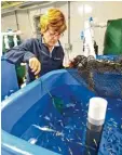  ?? Foto: Devin S. Fitzgerald/ Dartmouth College/dpa ?? Diese Forscherin gehört zu dem Team aus Wissenscha­ftlern, das Algen als Fischfutte­r testet.