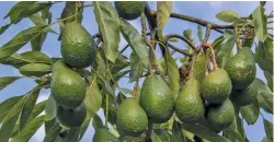  ?? FW ARCHIVE ?? The developmen­t of new markets for South Africa‘s avocados would ease price pressure, according to Derek Donkin, CEO of the South African Subtropica­l Growers‘ Associatio­n.