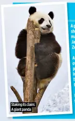  ?? ?? Staking its claim: A giant panda