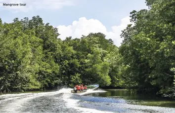  ??  ?? Mangrove tour