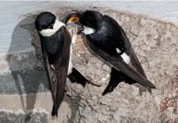  ??  ?? RESEARCH You can help experts understand population declines by monitoring House Martin nest sites