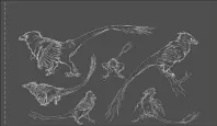  ??  ?? Developmen­t sketches for Acherorapt­or, expressing how bird-like palaeontol­ogists currently think this raptor was