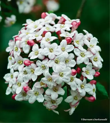  ??  ?? Viburnum burkwoodii x