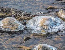  ?? FOTO: WOLFGANG OBERSCHELP ?? Die Eiszeit fördert zurzeit am Ufer in Langenarge­n seltsam anmutende Gebilde zu Tage.