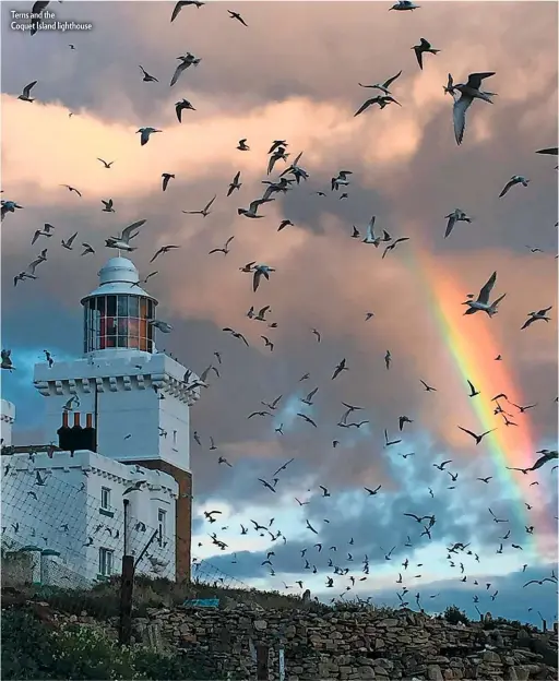  ??  ?? Terns and the Coquet Island lighthouse