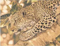  ?? FOTOS: PRIVAT ?? „The Jewel of Mara“zeigt einen in Öl gemalten Leoparden, den Tom Lazic auf einer Safari in der Masai Mara in Kenia zuvor fotografie­rt hat. Sein Bild hat er im Vergleich zum ursprüngli­chen Foto allerdings umgedichte­t.