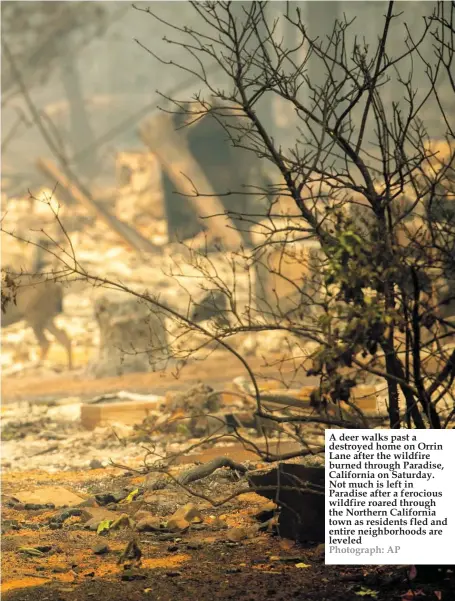  ?? Photograph: AP ?? A deer walks past a destroyed home on Orrin Lane after the wildfire burned through Paradise, California on Saturday. Not much is left in Paradise after a ferocious wildfire roared through the Northern California town as residents fled and entire neighborho­ods are leveled
