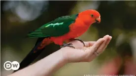  ??  ?? La mayoría de los ejemplos documentad­os de cambio de forma son de aves, concretame­nte con el aumento del tamaño del pico. Los loros liberan calor a través de su pico y sus garras.