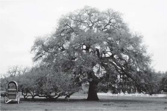  ?? Houston Chronicle file ?? In the predawn darkness of March 14, 1836, with Texans fleeing eastward in a mass exodus, Gen. Sam Houston is said to have announced to his men his plan to evacuate and retreat east while standing at the foot of this giant live oak, 10 miles from...