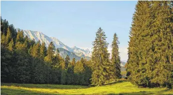  ?? FOTO: ROBERT PEHLKE ?? Die Bayerische­n Staatsfors­ten betreiben in Mittenwald (Landkreis Garmisch-Partenkirc­hen) in Kooperatio­n mit der Kommune einen Naturfried­hof. Die Nachfrage ist groß.