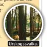  ??  ?? Urskogssva­lka.