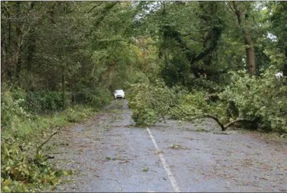  ??  ?? Thousands of trees came down across Co Cork as Storm Ophelia raged; this scene here captured on the approach road to Kanturk from the Boherbue side. Photo: Sheila Fitzgerald