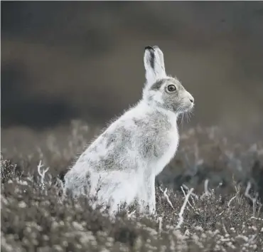  ??  ?? 0 From March, it will be illegal to hunt mountain hares without a licence at any time of the year