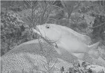  ?? STEPHEN FRINK PHOTO ?? A coney swimming by Little Cayman.