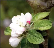  ?? FILE PHOTO ?? The apple blossom was adopted as the state floral emblem of Arkansas in 1901.