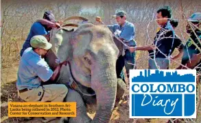  ??  ?? Vasana an elephant in Southern Srilanka being collared in 2012. Photo. Center for Conservati­on and Research