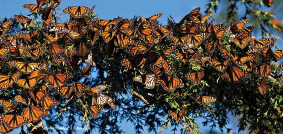  ??  ?? Surveying monarchs in Mexico