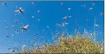  ?? HT FILE ?? ■
A swarm of locusts in a farm.