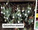  ??  ?? Galanthus elwesii