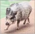  ?? STOCK IMAGE ?? Pot-bellied pigs became popular after movie star George Clooney adopted one.