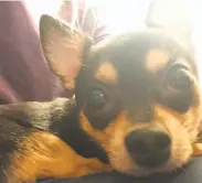  ?? SFPD ?? Dunky, a 5-year-old Chihuahua, was found dead on Stockton Street after police said he was thrown seven stories off a parking structure on Feb. 10.