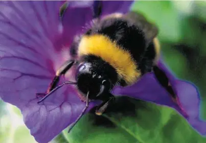  ??  ?? BEHAVE: Bumblebees taught each other how to score ‘goals’ with tiny balls to get a reward of sugar solution