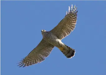  ?? ?? NINE: Northern Goshawk (Helsinki, Finland, 8 October 2008). This bird perfectly shows the distinctiv­e flight silhouette: a prominent head, deep, heavy body, rather broad ‘hips’, broadbased tail with rounded corners and relatively long wings with a pointed ‘hand’ and bulging secondarie­s forming an ‘S’ shape in the trailing edge of the wing. Note the fine underparts barring contributi­ng to a very pale underside.