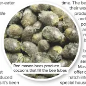 ??  ?? Red mason bees produce cocoons that fill the bee tubes